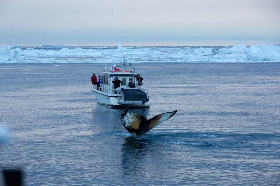 Photo: Ilulissat by night