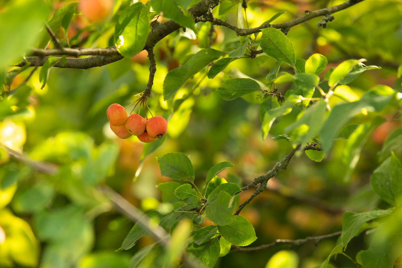 Photo: Zauberhafter Malus in Karinas Garten