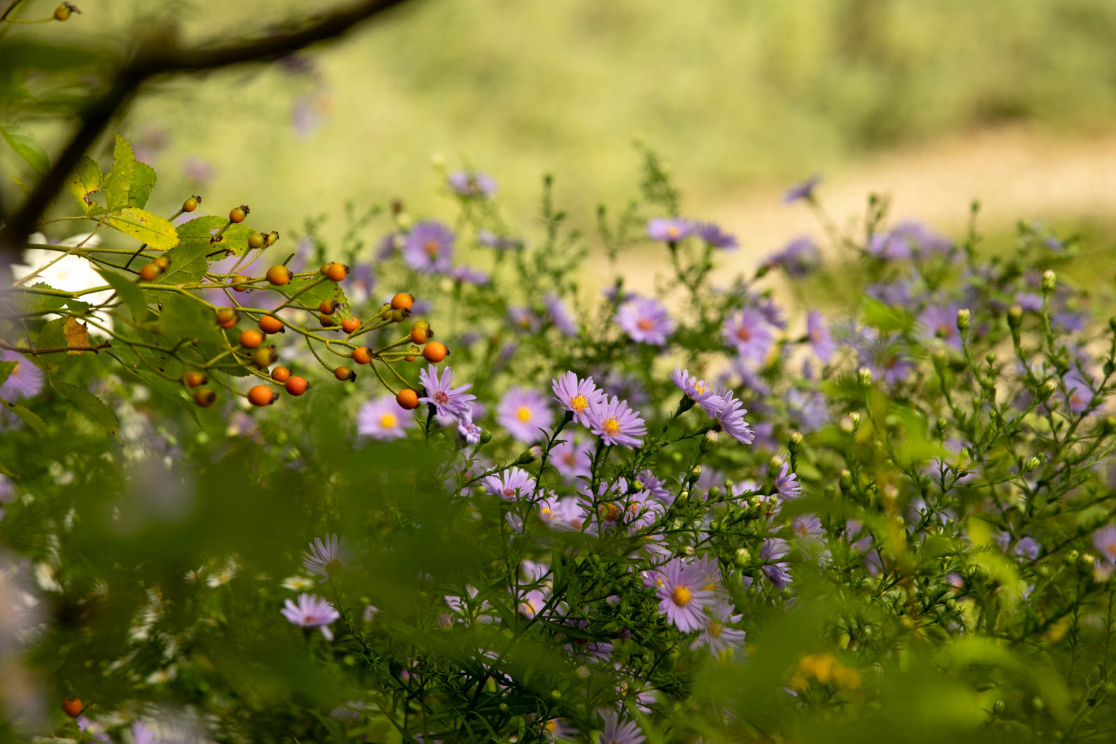 Photo: Herbstfarben: Astern-Hagebutten-Kombination um Bergle-Garten