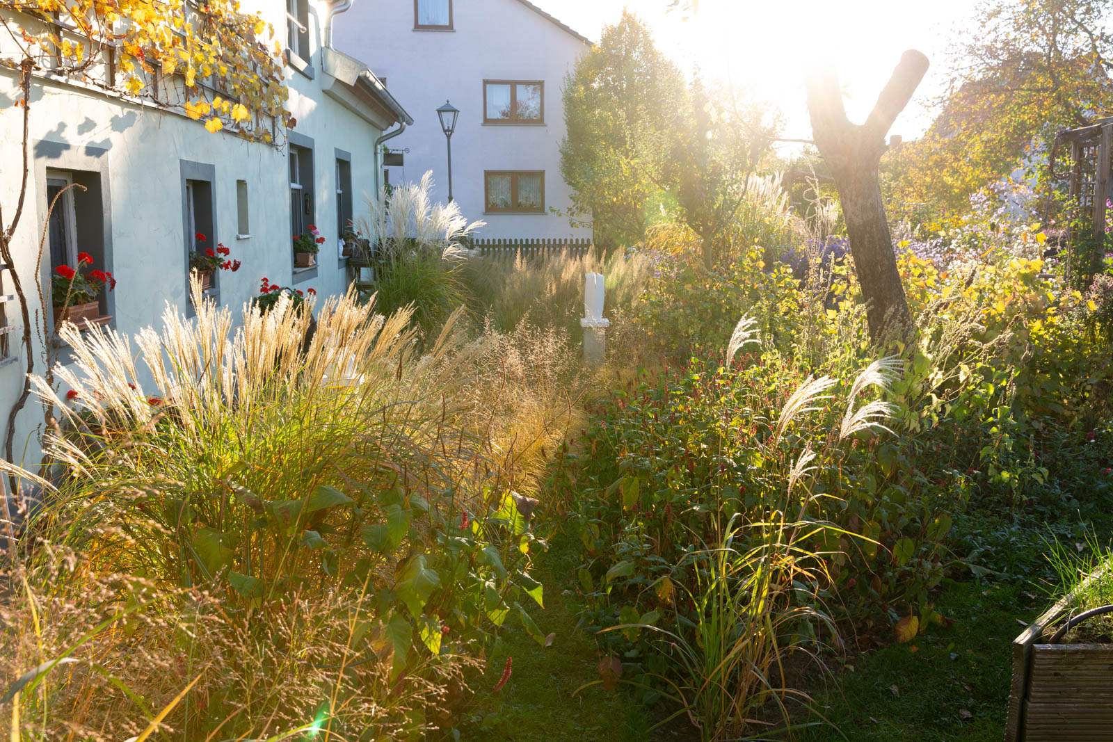Gräserpfad im Gegenlicht, Garten Schneider Pecoraro-Schneider