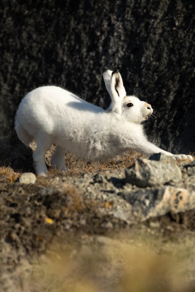 Photo: In der W&uuml;ste - In Kangerlussuaq am Icecap