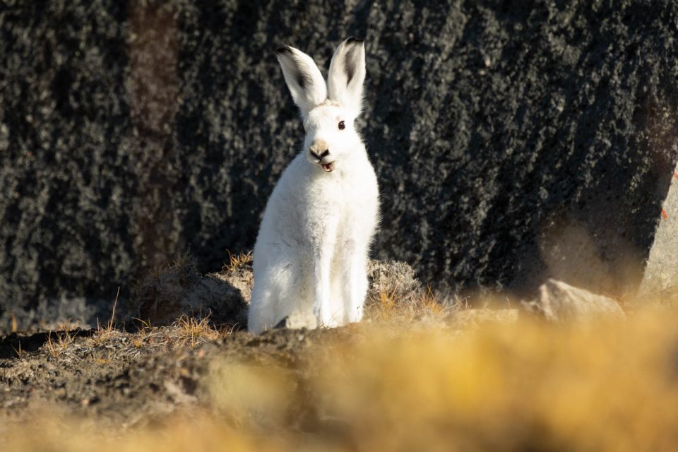 Photo: In der W&uuml;ste - In Kangerlussuaq am Icecap