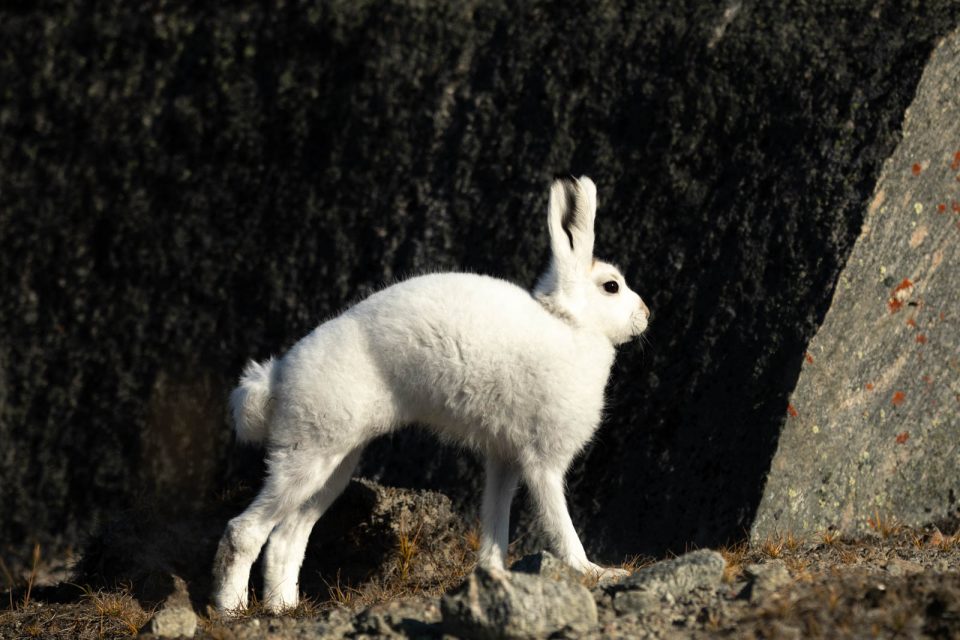 Photo: In der W&uuml;ste - In Kangerlussuaq am Icecap