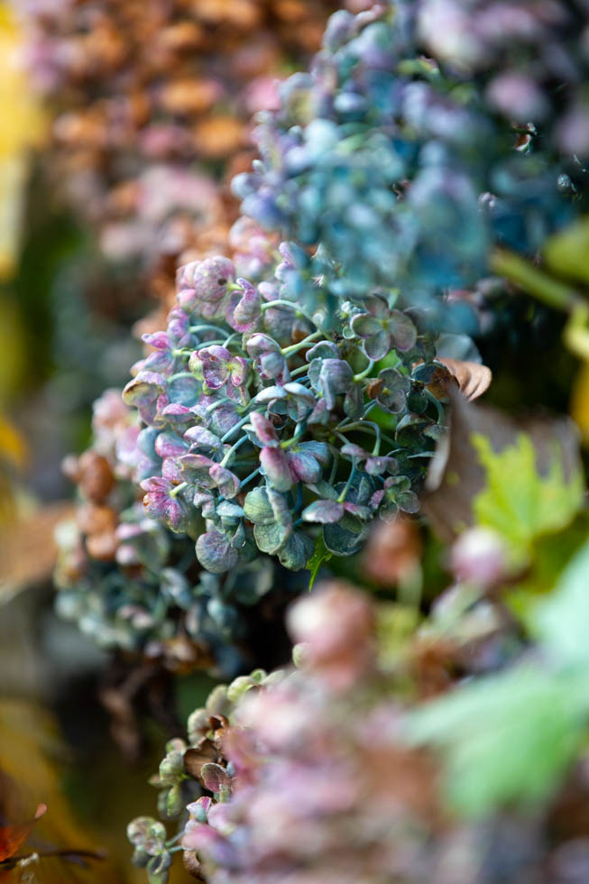 Photo: Hortensia macrophylla "Hopcorn Purple"