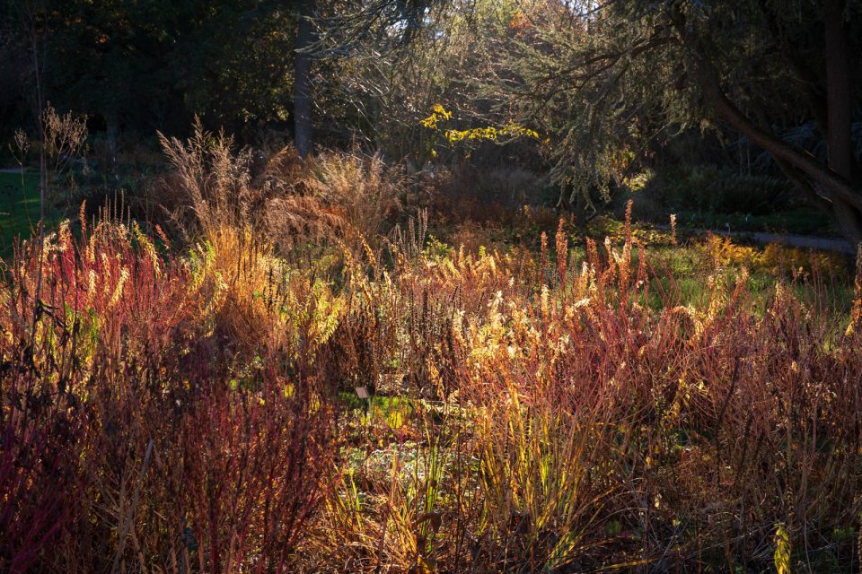 Feuchtes Wiesenbeet im Herbst, Hermannshof, Weinheim