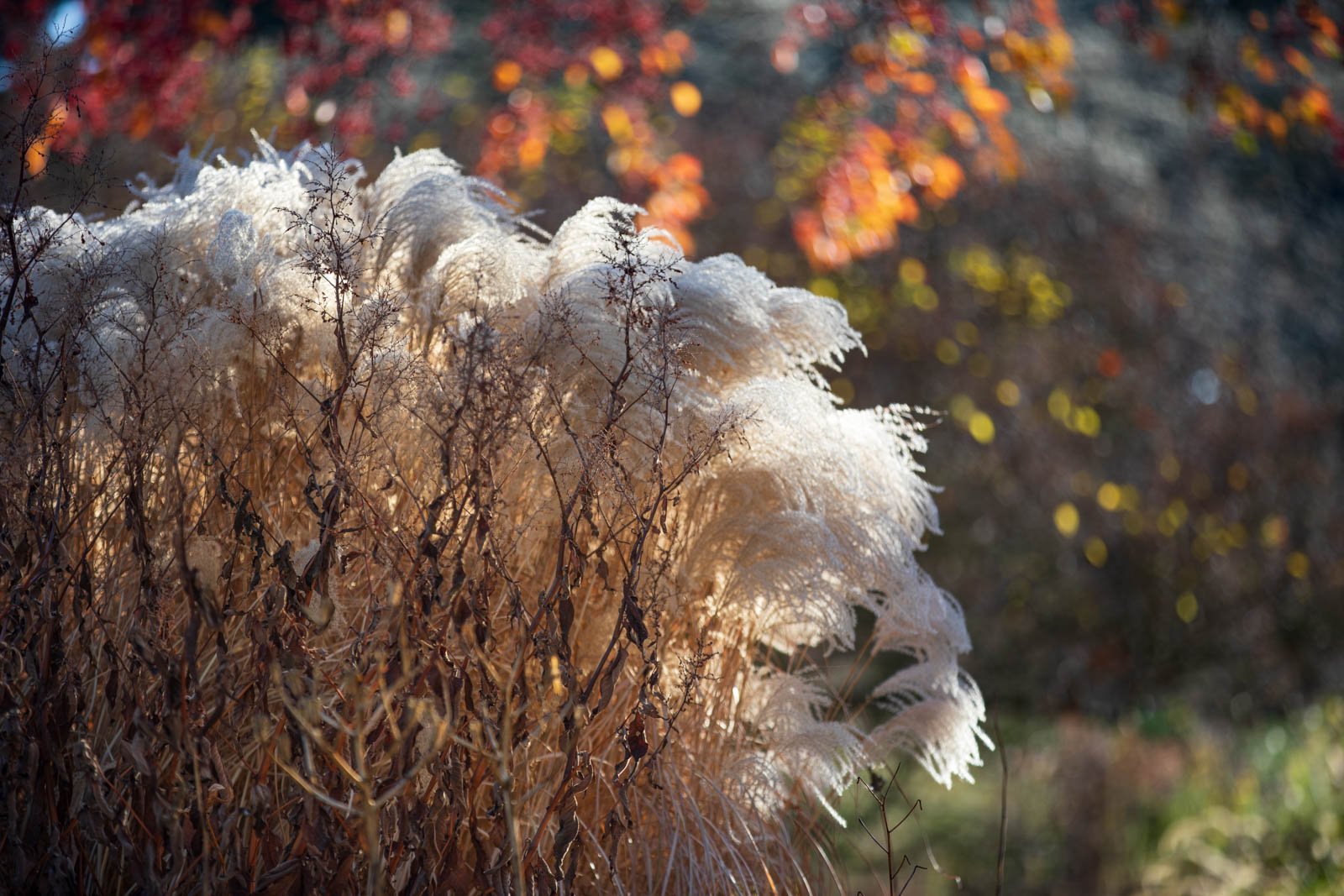 Miscanthus und Aconogon speciosus im Herbst, Weinheim, Hermannshof