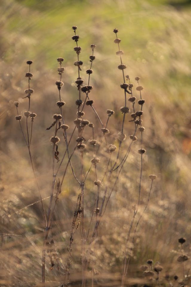 Phlomis tuberosa im Garten