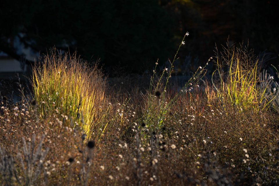 Photo: Letzte Sonnenstrahlen im Hermannshof