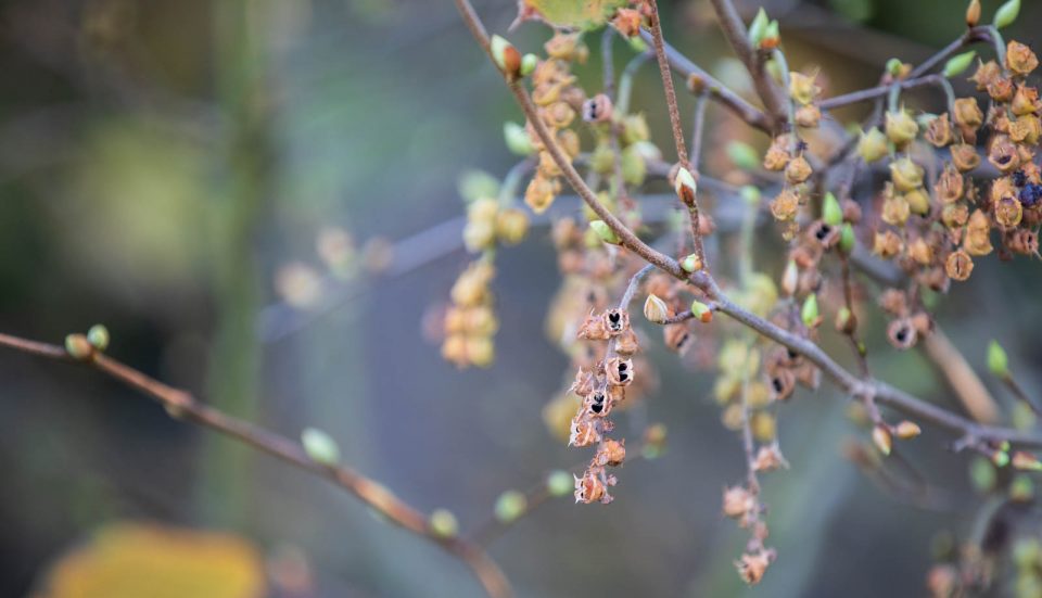 Corylopsis Früchte, Hermannshof, Weinheim