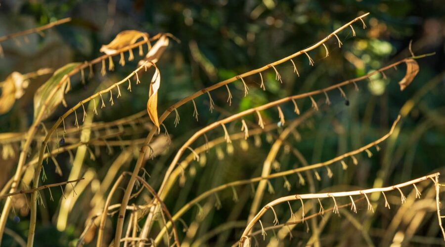 Polygonatum im Herbst, Hermannshof, Weinheim