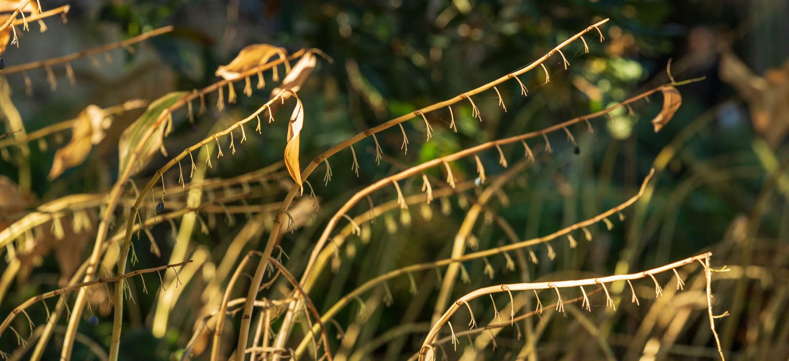 Polygonatum im Herbst, Hermannshof, Weinheim