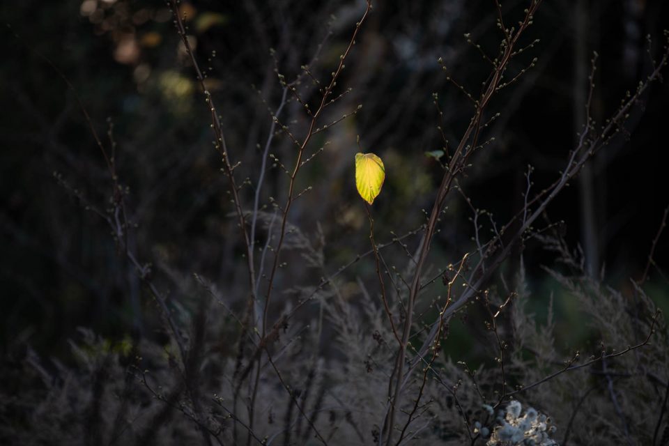 Blatt, Hermannshof im Herbst, Weinheim