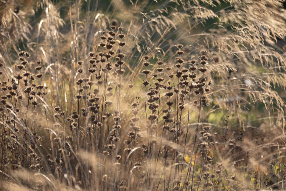 Phlomis und Gräser im Herbst, Hermannshof, Weinheim