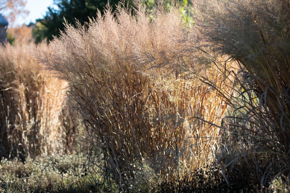 Photo: Letzte Sonnenstrahlen im Hermannshof