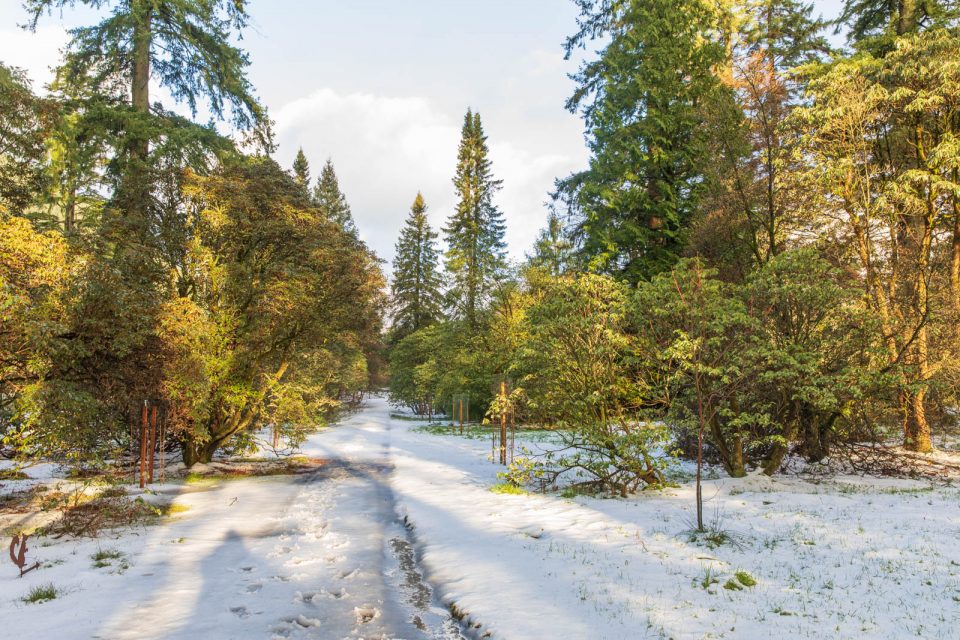 Photo: Benmore - ein botanischer Garten im Winter