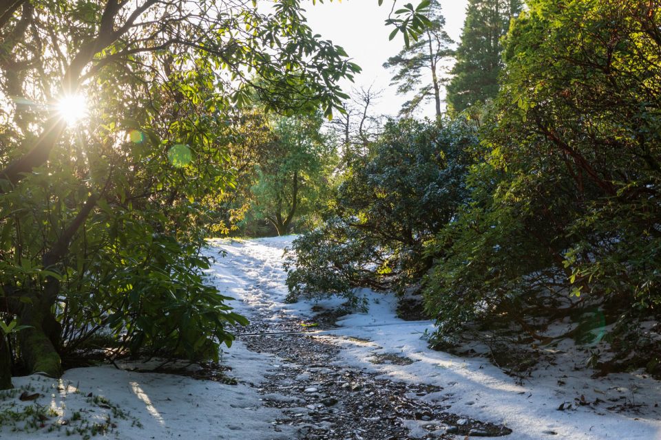 Photo: Benmore - ein botanischer Garten im Winter