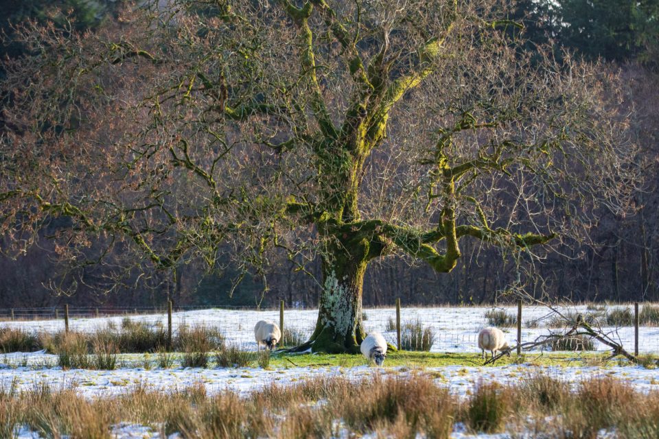 Photo: Benmore - ein botanischer Garten im Winter