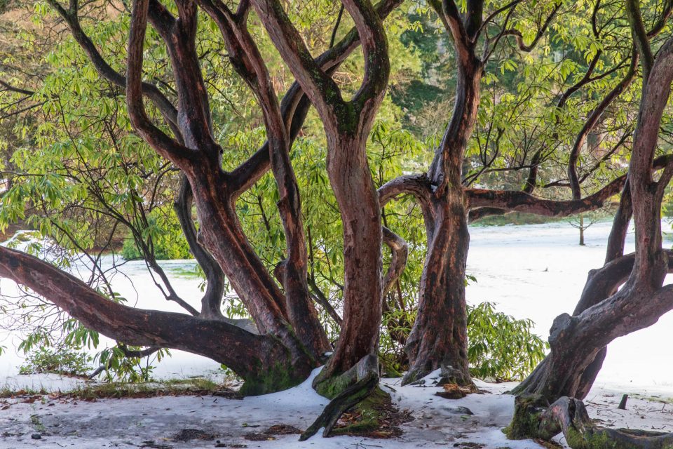 Photo: Benmore - ein botanischer Garten im Winter
