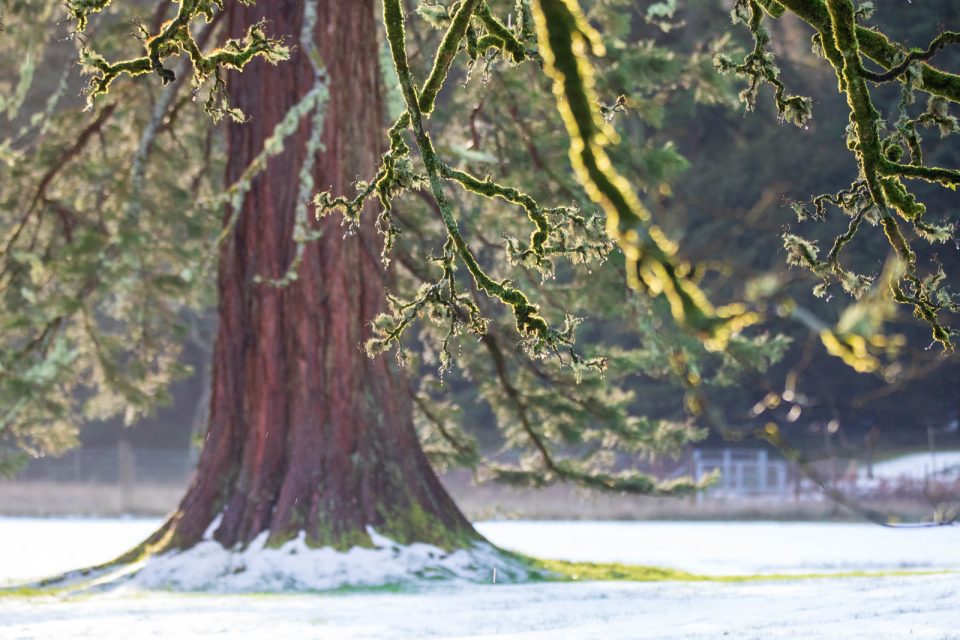 Photo: Benmore - ein botanischer Garten im Winter