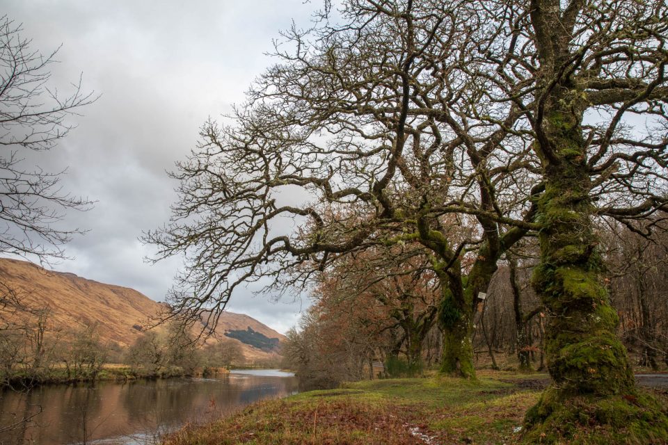 Glen Orchy mit alten Eichen am Orchy River, Schottland im Winter