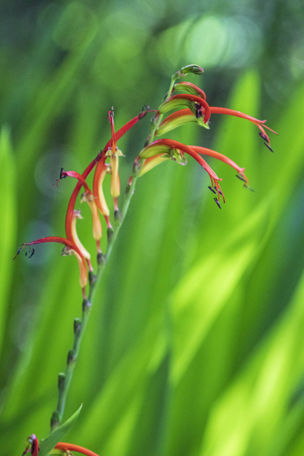 Photo: Der botanische Garten San Francisco
