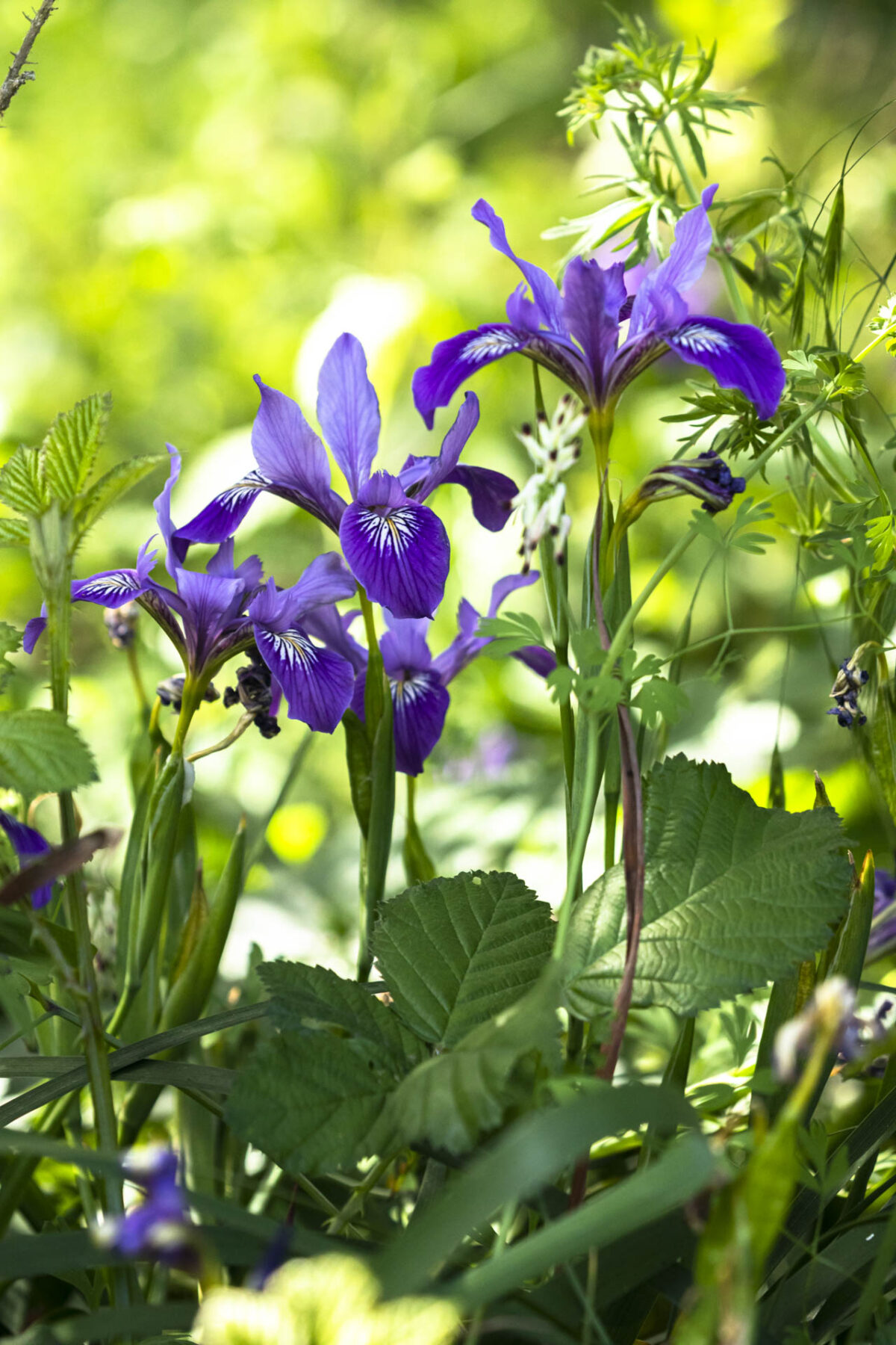 Photo: Der botanische Garten San Francisco