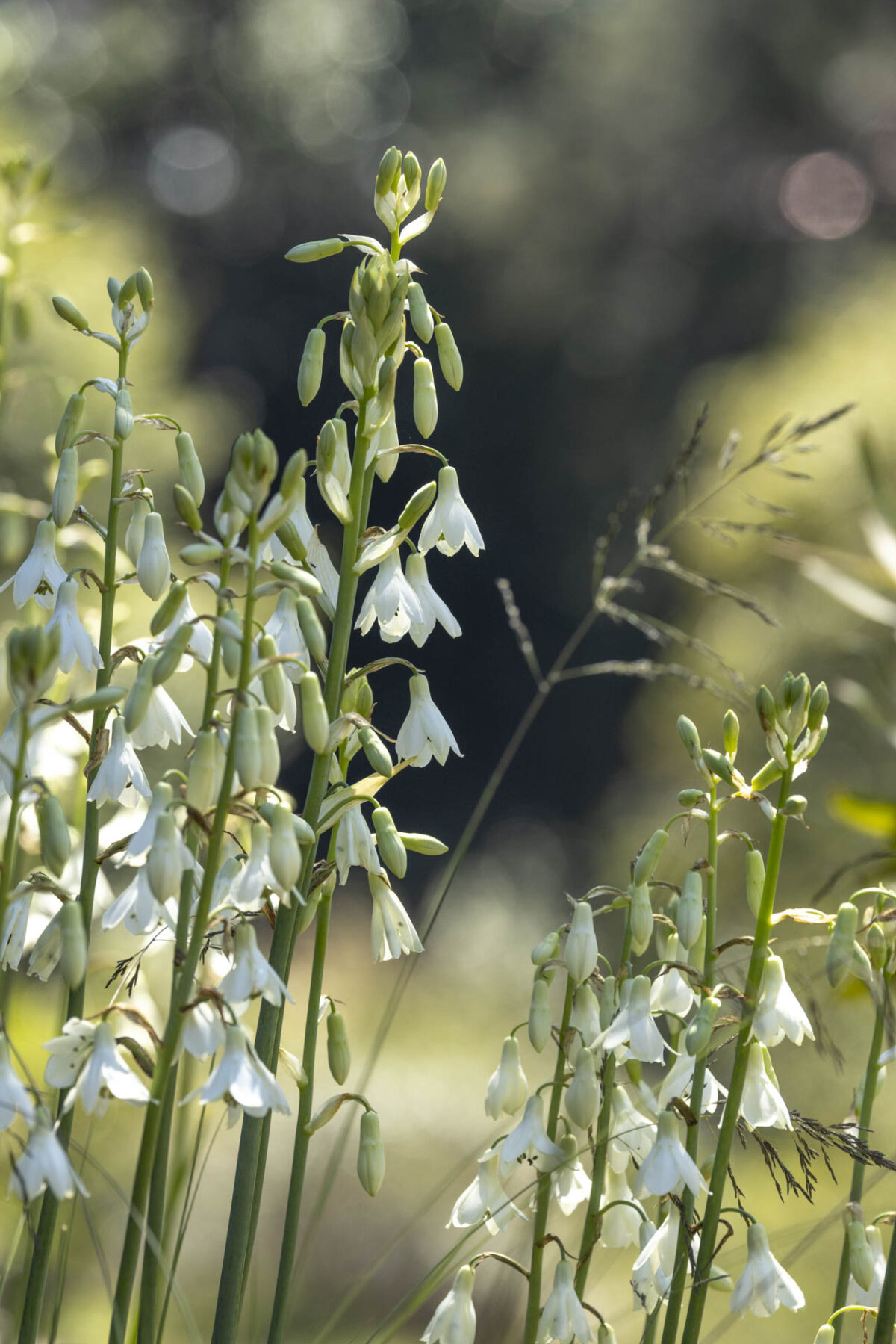 Photo: Der botanische Garten San Francisco