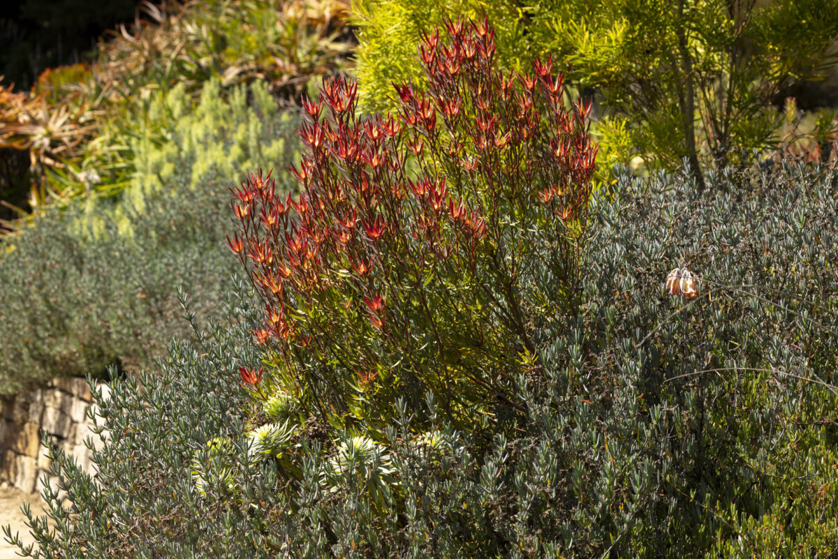 Photo: Der botanische Garten San Francisco