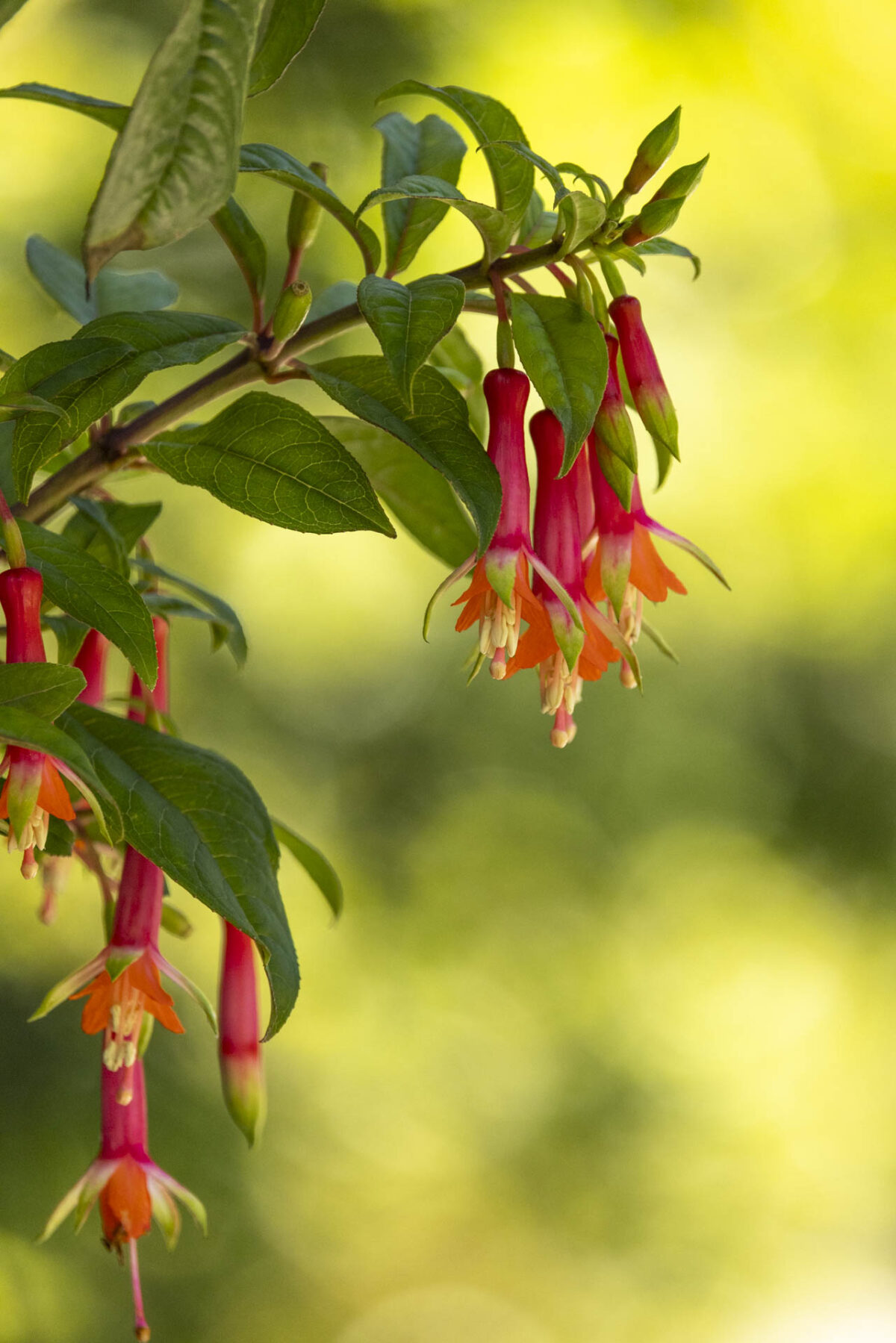 Photo: Der botanische Garten San Francisco