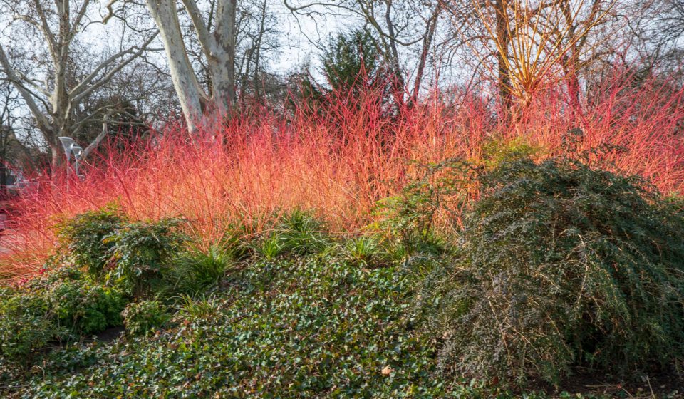 Luisenpark Mannheim , Cornus sanguinea "Midwinter Fire" macht Feuer!