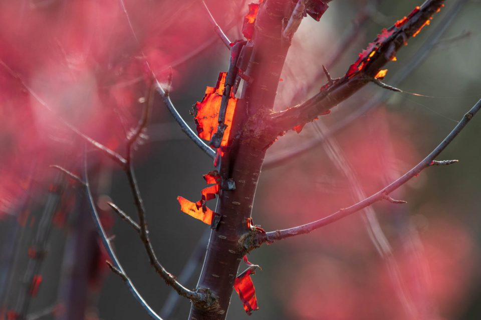 Photo: Winterfarben im Garten