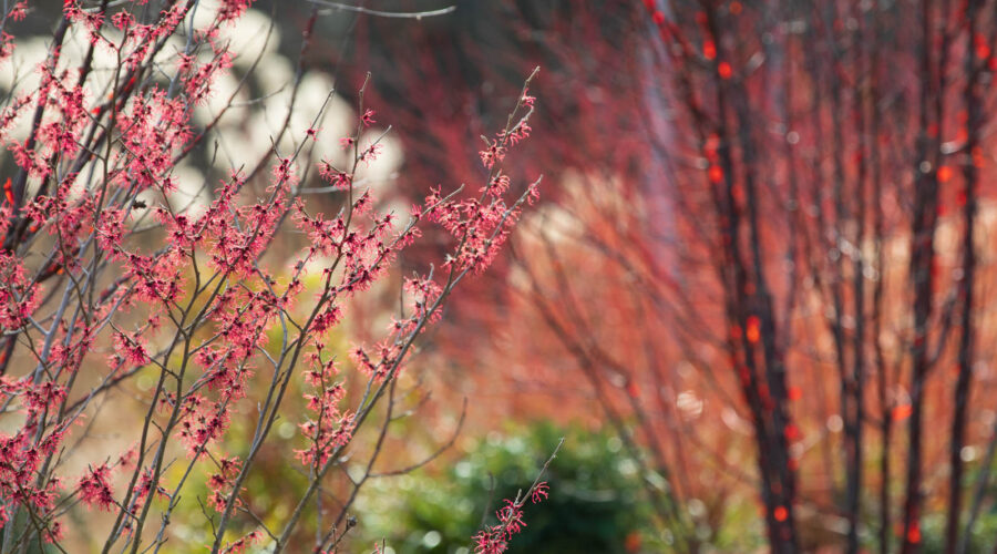 Winterfarben, Rot-Spiele: Hamamelis, Prunus, Cornus, Luisenpark Mannheim