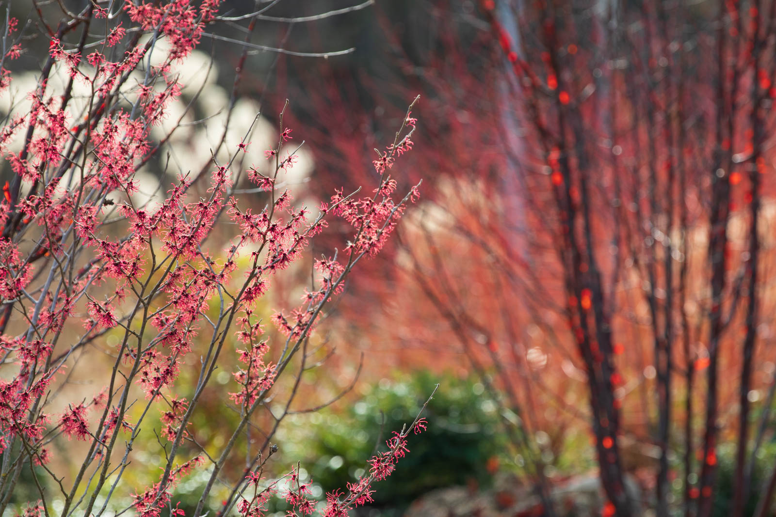 Winterfarben, Rot-Spiele: Hamamelis, Prunus, Cornus, Luisenpark Mannheim