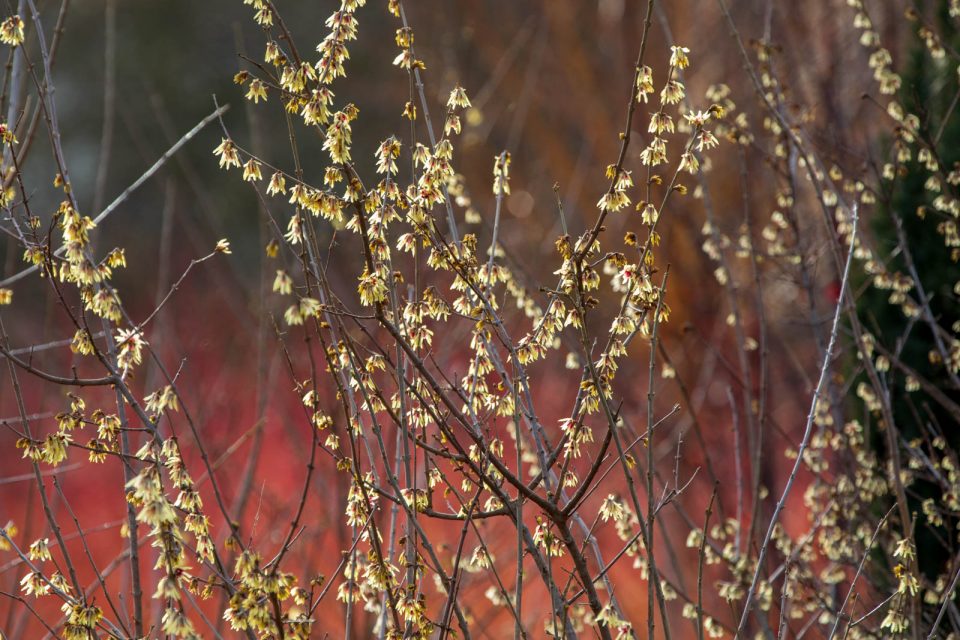 Winterfarben Chimonantes praecox, Luisenpark Mannheim