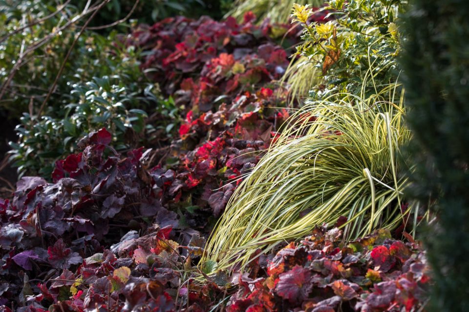 Carex mit Bergenien, Luisenpark Mannheim, Garten Winter