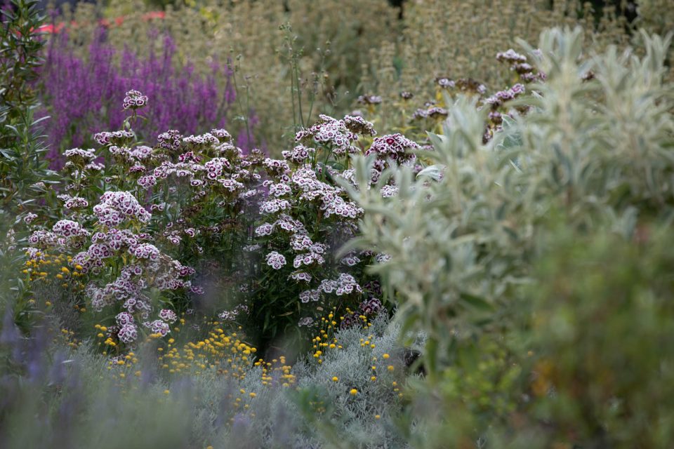 Photo: Der botanische Garten San Francisco im Juli