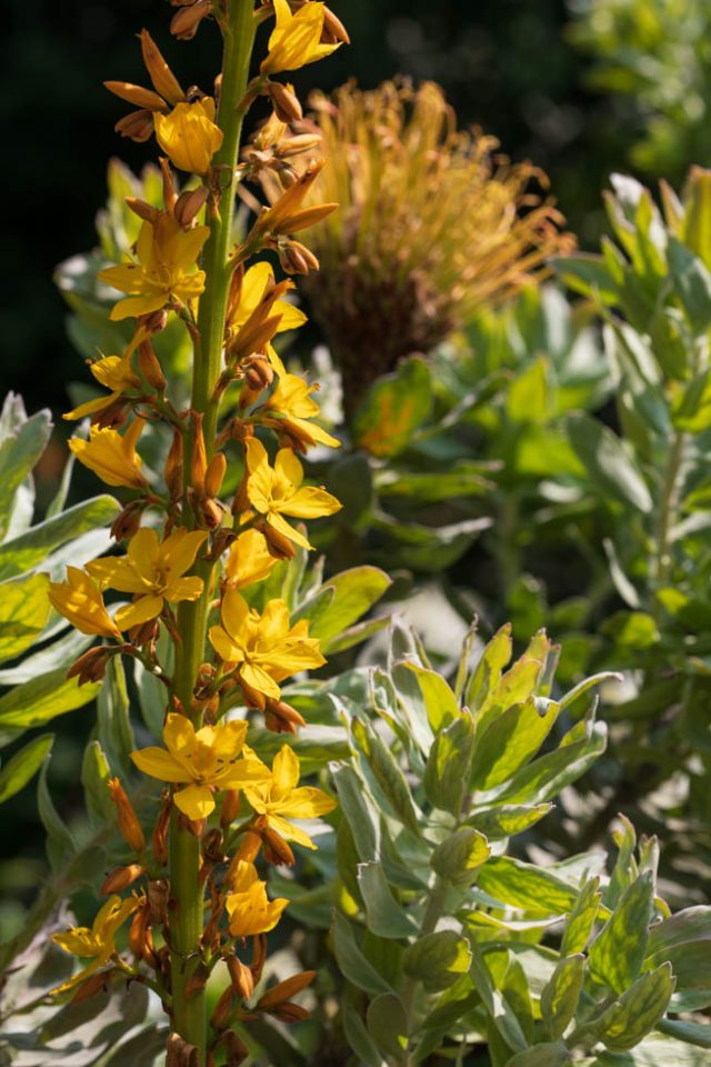 Photo: Der botanische Garten San Francisco
