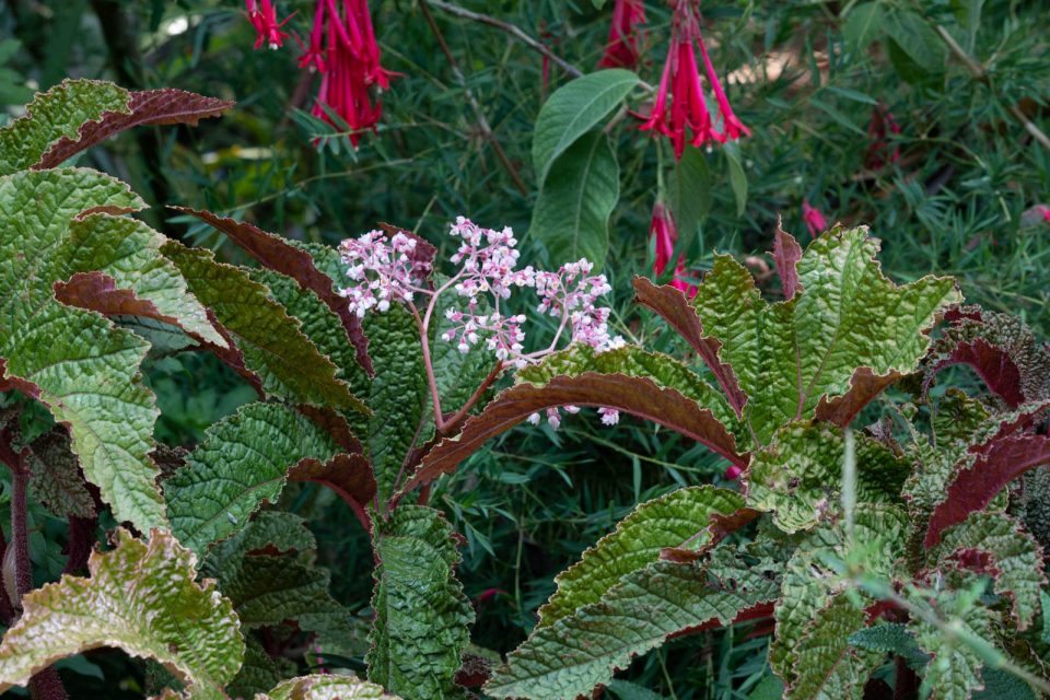 Photo: Der botanische Garten San Francisco im Juli