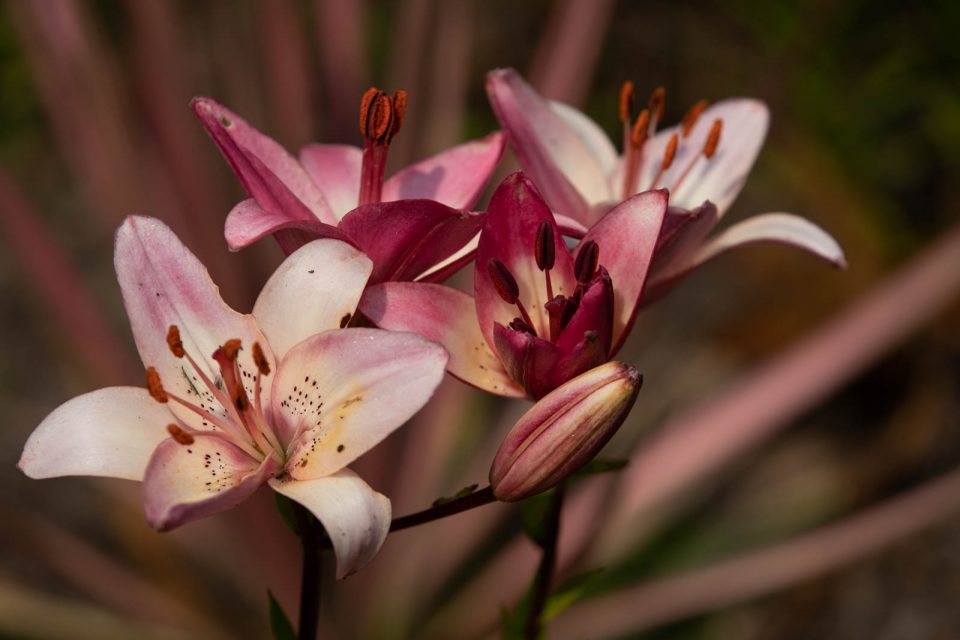 Photo: Der botanische Garten San Francisco im Juli