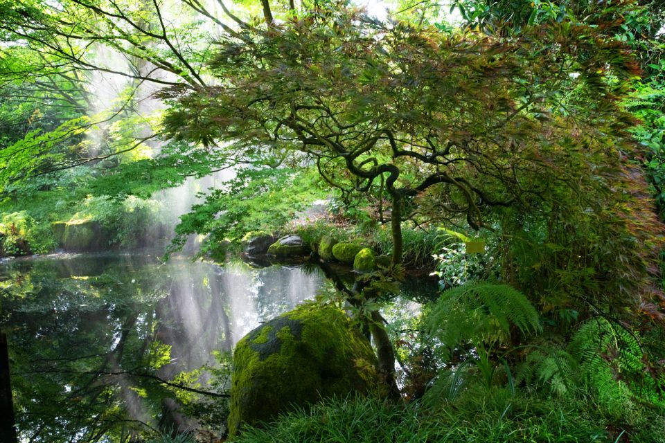 Photo: Der botanische Garten San Francisco im Juli