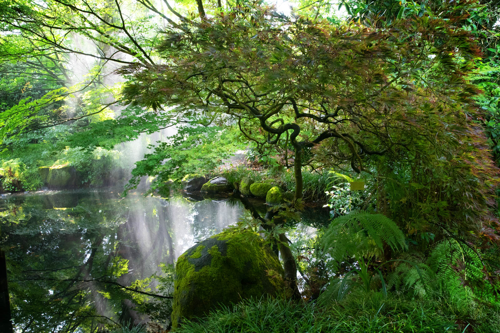 Botanischer Garten San Francisco, japanischer Garten, Teich