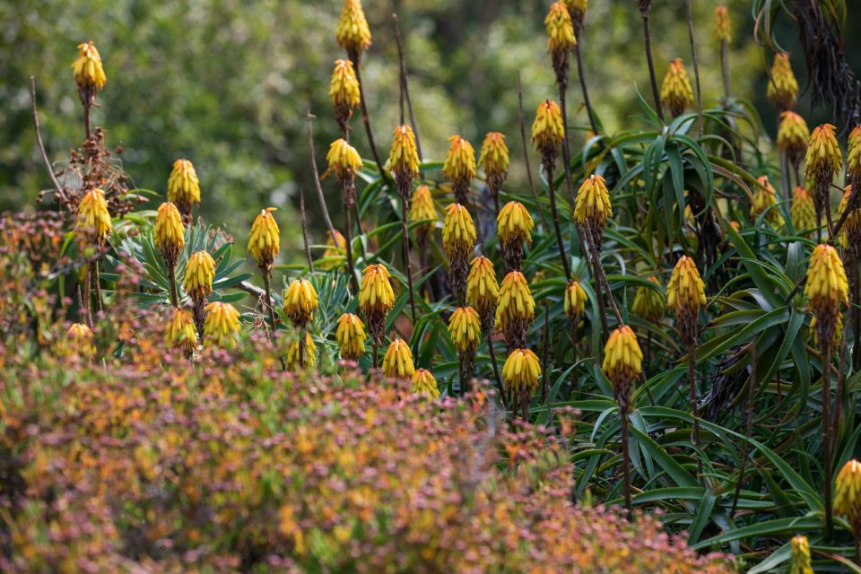 Photo: Der botanische Garten San Francisco