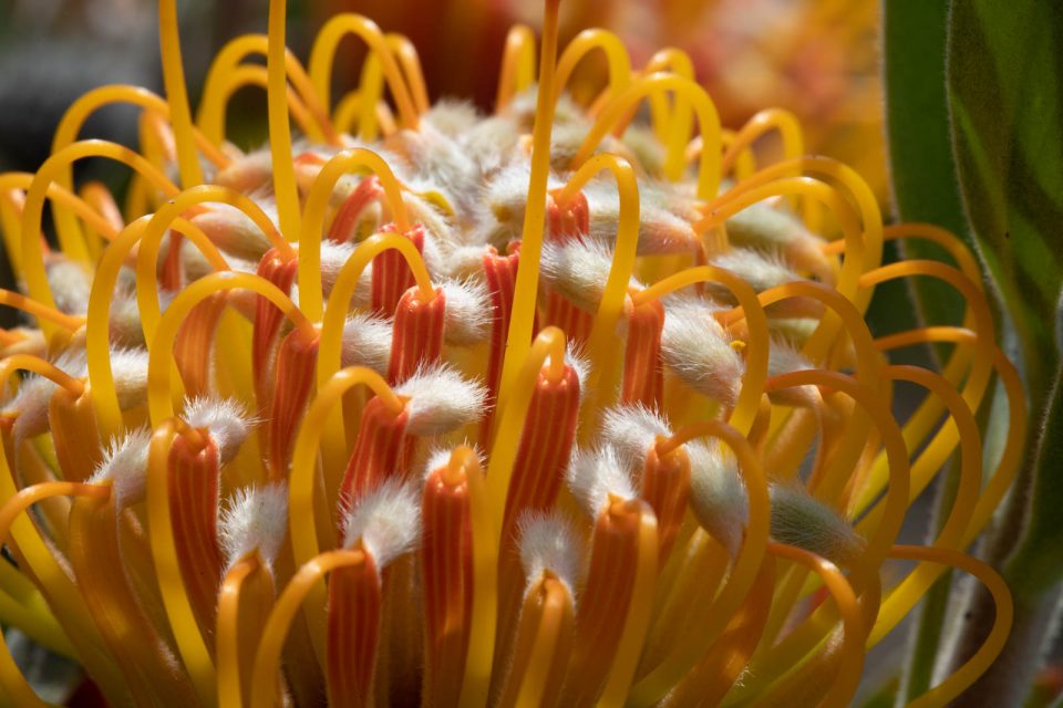 Photo: Der botanische Garten San Francisco