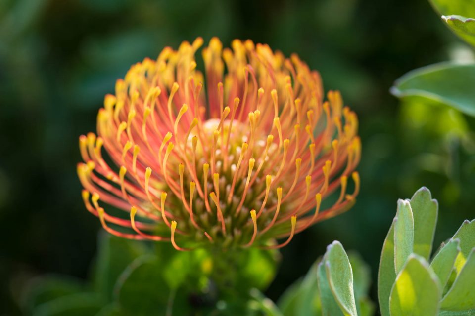 Photo: Der botanische Garten San Francisco