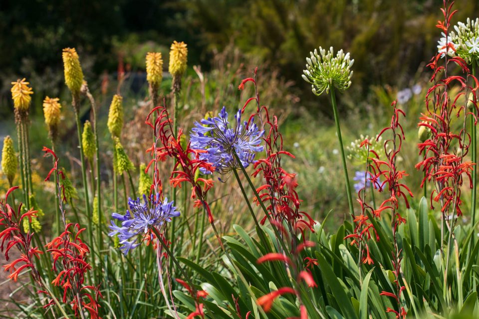 Photo: Der botanische Garten San Francisco im Juli