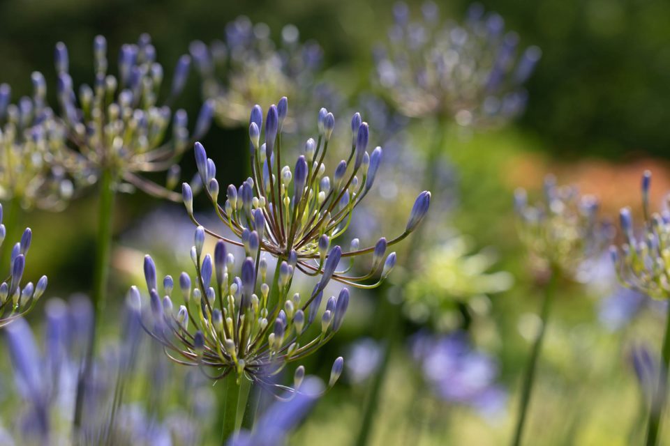 Photo: Der botanische Garten San Francisco im Juli