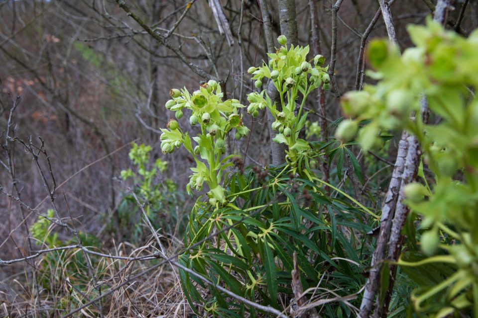 Helleborus foetidus leuchtet grün