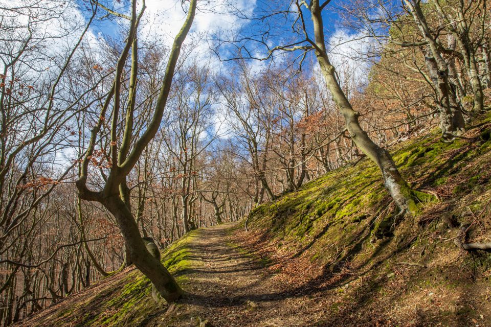 Buchenwald-Weg am Edersee