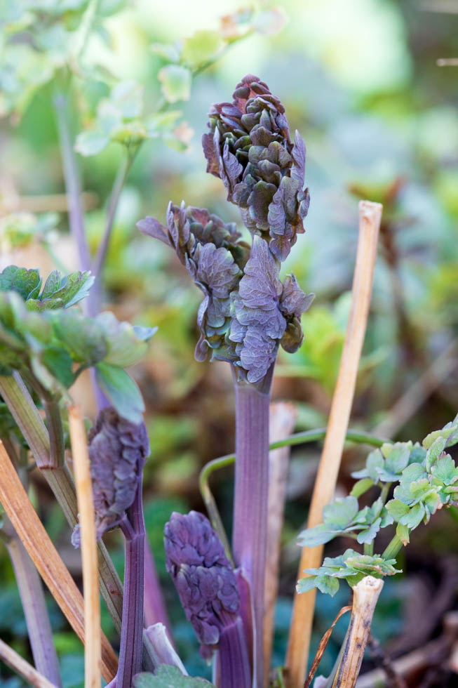 Photo: Austrieb von Thalictrum flavum