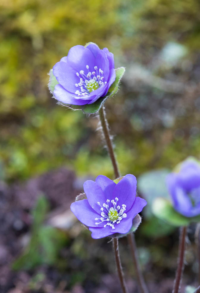 Hepatica, Garten